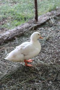 a duck standing on the ground in the grass at Seosko domaćinstvo Peković in Danilovgrad