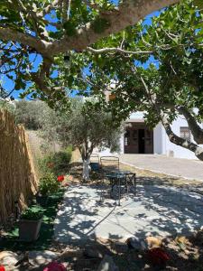 a picnic table and a bench under a tree at Eunoia Syros Suites in Ermoupoli