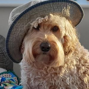 a white dog wearing a hat on its head at Sunset Bed and Breakfast in Broad Haven +2 photos