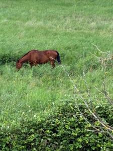 a brown horse grazing in a field of grass at Les gîtes du Chemin Le Compostelle in Paray-le-Monial +5 photos