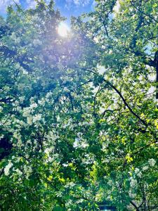a tree with green leaves and the sun shining through it at Lake&Forest&City in Riga