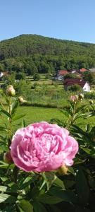 a pink rose in front of a green field at Studio apartman Fortica in Otočac