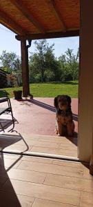 a dog sitting in the doorway of a house at Studio apartman Fortica in Otočac +7 photos