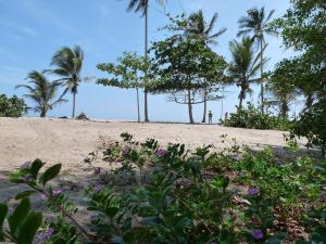 uma praia arenosa com palmeiras e flores roxas em Casa Carey em Palomino