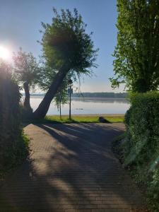 a tree on the side of a road next to a lake at Ferienwohnung Wusterwitz in Wusterwitz
