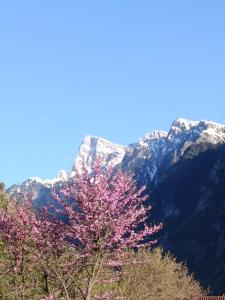 a tree with pink flowers in front of a mountain at Γαλήνη in Konitsa