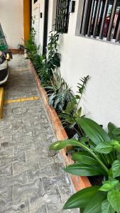 a row of plants on the side of a building at Pousada Paraíso in Carolina