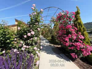 a garden with pink roses and purple flowers at Hananoyado Yumefuji in Fujikawaguchiko