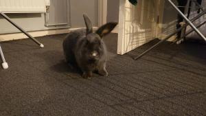 a black rabbit sitting on the floor in a room at Shephall Zoo in Shephall