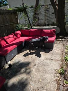 a black dog standing next to a red couch at Vintage Home Vibe in Jersey City
