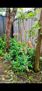 a garden with pink flowers and a fence at Cozy and Comfortable Apartment in Kutaisi