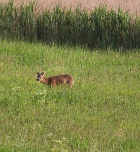 a deer standing in a field of tall grass at B&B Les Trois Pignons in Diksmuide
