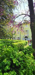 a tree with pink flowers in front of a building at Residence Villa Stufler in Modena