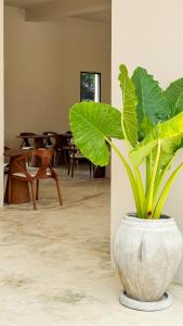 a plant in a white vase in a room at Kano Boutique Hotel Paje in Paje