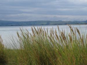 una vista de un cuerpo de agua con hierba alta en Awel y Mor en Aberdyfi