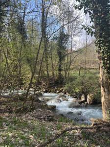 a stream in the middle of a forest with trees at Vecchio Mulino-Ceci's Flat in Entracque