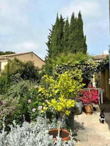 a garden with various plants and a dog in the background at Clos Sainte Marguerite in Lambesc