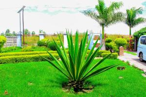 a palm tree in the middle of a green lawn at Lion Haven Guest House in Harare +3 photos
