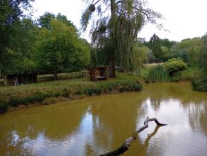 a tree branch laying in the water with a river at WCB Bees in Saint-Vérain