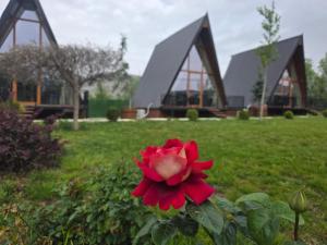 a red flower in front of a building at Bujtinat te Mullari in Laç