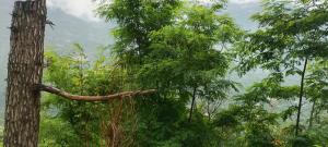 a tree in the middle of a forest at Nothing in Kulu +2 photos