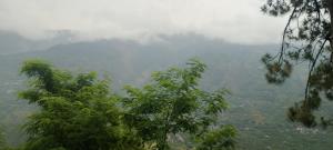 a view of a mountain with trees in the foreground at Nothing in Kulu
