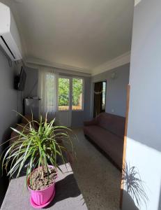 a living room with a couch and a potted plant at HOTEL - SHORENA in Ureki