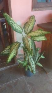 a green plant in a blue pot next to a table at Hospedaria Meu lar 2 in Rio das Ostras +1 photo