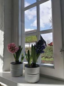 two potted plants sitting on a window sill at Urlaub mit Hund - aktuell noch freie Kapazitäten im Sommer! in Riepsdorf +18 photos