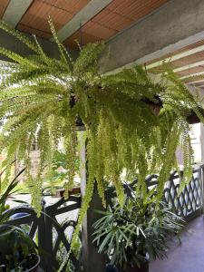 a large green plant in a room with plants at Chalé samambaia in Resende