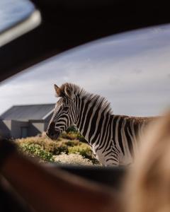 a zebra standing in front of a building at Peninsula Villa - Romansbaai in Gansbaai