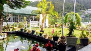 a garden with a pond with plants and flowers at Breeze Mahagedara in Nuwara Eliya