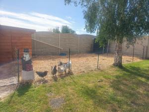 a group of chickens standing in a fence at Emplacement de tente in Hardinghen