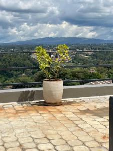 a potted plant sitting on the ledge of a roof at Naivasha road Studio Opposite ILRI in Nairobi