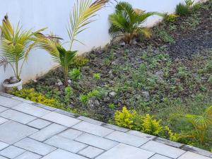 a garden with palm trees and plants next to a wall at The Palms Property in Long Mountain