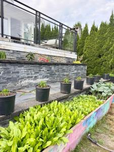 a row of plants in pots in a garden at Ivy s House in West Vancouver +8 photos