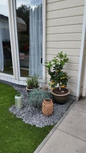 a porch with three potted plants on the side of a house at ViVe in Putten
