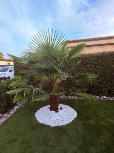 a palm tree sitting in the grass in a yard at ViVe in Putten