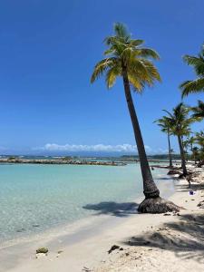 a group of palm trees on a beach with the ocean at Côté Golf Marina in Saint-François