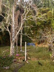 a group of trees and flowers in a field at Retiro Real in Santo Antônio do Leite