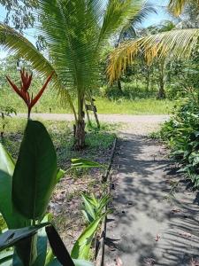 a dirt road with a palm tree on it at TANGARA Hostel in Buenaventura