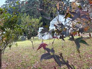 a group of trees with a house in the background at Nest On Thula in Dullstroom