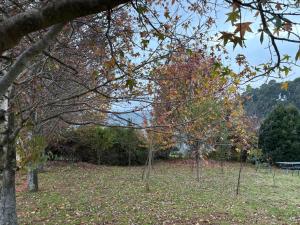 a group of trees in a park in the fall at Nest On Thula in Dullstroom +61 photos