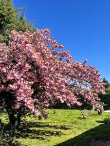 een roze bloeiende boom in een grasveld bij House with garden in Pérouges +10 foto's