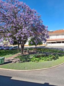 a tree with purple flowers on the side of a street at Casa da Avenida in Mértola