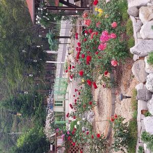 a bunch of flowers are growing on a wall at Yangyang Haneul Cheon Ddaji in Yangyang