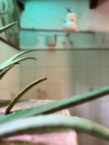 a green plant sitting on top of a table at Casa Alquimia Completa in Samaipata +41 photos
