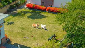 two dogs are standing in the grass in a yard at Daebu-do, White Island Pension in Ansan +1 photo