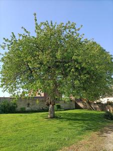 a tree in the middle of a grass field at Chez Lullu in Saint-Quentin-Lamotte-Croix-au-Bailly