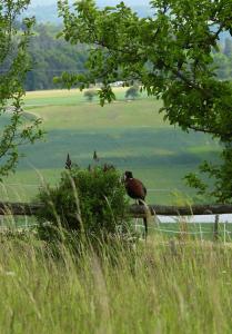 a bird sitting on a tree branch near the water at Políčko in České Budějovice